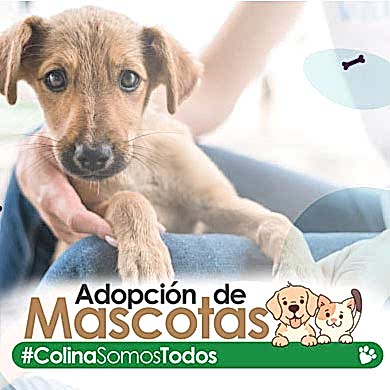 adopcion_mascotas_bloque